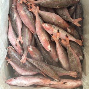 Pescado Congelado Entero Redondo de Atún Rojo, IQF a Granel, Premium, de Vietnam, 24 Meses de Vida Útil, Exportado por Proveedor de Pescado Congelado - Product Image 3