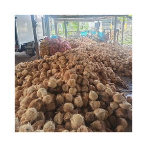 Semi noix de coco Premium: Prix d'usine Semi noix de coco, haute qualité du Vietnam - Product Image 4