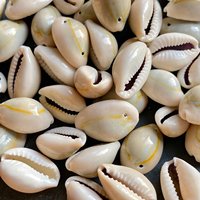 Coquille de cauri naturelle vide jaune et blanc, en vrac, prêt à être expédié, prix bas