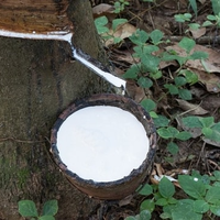 LATEX NATUREL HA / 60% RDC/HAUTE ÉLASTICITÉ & CONFORT/QUALITÉ VIETNAM