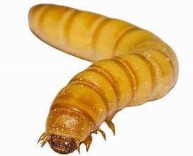 สารสกัดจากใบมะรุมบริสุทธิ์100% สำหรับการสนับสนุนทางภูมิคุ้มกันฉลากสะอาดและสูตรจากพืช - Product Image 2