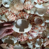 Découvrez le secret des plats savoureux avec des coquilles de crabe séchées vietnamiennes de qualité supérieure pour la saveur et la nutrition