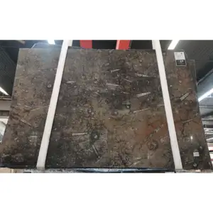 Marok kanis che Stein Unterwasser welt fossile Marmorplatten
