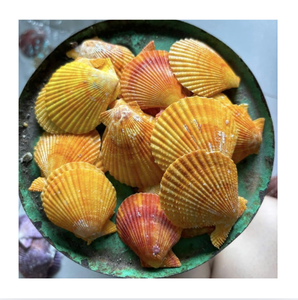 Grande coquille de pétoncle naturelle blanche, coquille de mer authentique, spécimen de coquille de mer pour collection sur le thème côtier et accents d'intérieur - Product Image 1
