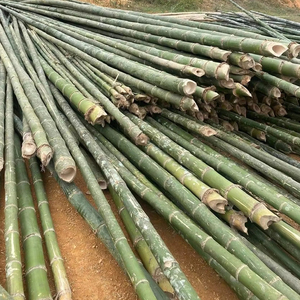 Venta al por mayor de bambú crudo ecológico a granel para exteriores, muebles de Arquitectura de paisaje natural, productos agrícolas de Vietnam - Product Image 1