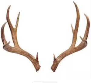 Cuernos de Ganado Naturales de Primera Calidad para Masticar por Mascotas, Manualidades, Decoración del Hogar, Larga Vida Útil, Almacenamiento en Seco y Fresco - Product Image 5