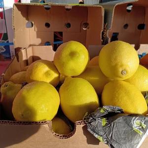 Limones frescos al por mayor de la mejor calidad, limones amarillos frescos de grado superior, cítricos, a la venta a precios asequibles - Product Image 3