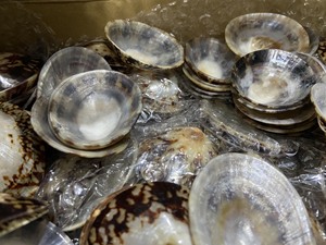 เปลือกหอยทะเลจํานวนมากสําหรับการส่งออก: มีหลายขนาดและรูปทรง - Product Image 4