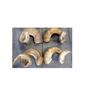 Corne de bélier/corne de mouton de haute qualité artisanat naturel 100% corne de bélier de mouton naturelle polie par Tradebit - Product Image 3