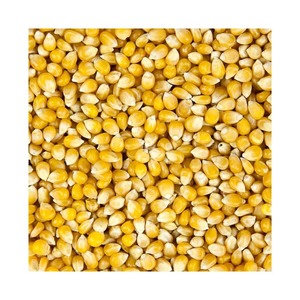 ข้าวโพดคั่วเมล็ดสีเหลืองเมล็ดข้าวโพดคั่วแบบ popping