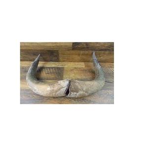 Venta caliente mejor calidad par de cuerno de vaca producto hecho a mano con precio barato tamaño grande y pequeño par de cuerno de búfalo - Product Image 2