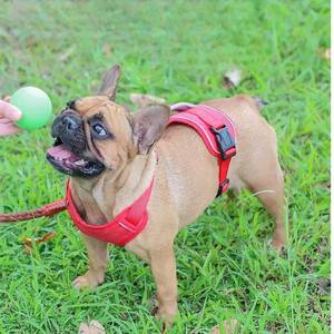 Collar para Perro con Estilo, para Perros Medianos y Grandes, de Nailon y Poliéster, con Estampado, Diseño Clásico y Suave, de Vietnam - Product Image 6