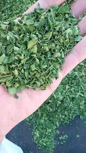 ใบมะรุมแห้งสำหรับโฆษณาแบบยังไม่ผ่านกระบวนการอียิปต์ - Product Image 2