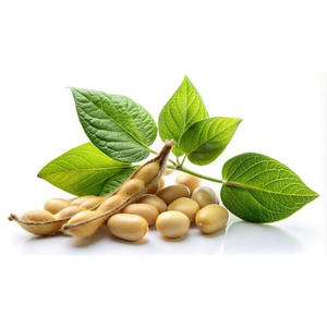 Soja no OGM, venta al por mayor, soja amarilla orgánica a granel, suministro rico en proteínas Premium - Product Image 1