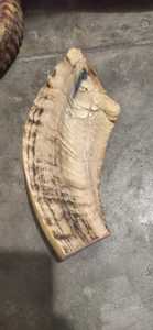 Cornes de bélier naturelles sur mesure pour poignées de couteau et revente pour boutons de corne et perles de corail en os de coquille - Product Image 3