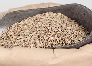 Grain de seigle entier de qualité supérieure disponible en stock - Product Image 4