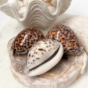 Conchas de cauri de tigre grandes naturales Fuente de Vietnam Conchas marinas limpias con brillo de nácar - Product Image 4