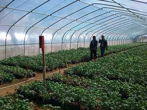 Malla de Sombra de Protección Solar de PE Resistente a los Rayos UV para Jardines y Granjas, Malla de Sombra Agrícola con Servicio de Corte Personalizado - Product Image 6