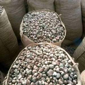 Cáscara de anacardo, un subproducto Agrícola Natural con múltiples aplicaciones - Product Image 3