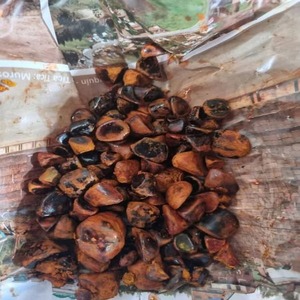 High Quality Pure <strong>Ox</strong> and Cattle Gallstones Animal Extracts for Sale - Product Image 5