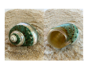 Turbo Jade Shell Premium Quality Natural Seashell Cuidadosamente seleccionado Perfecto para la decoración del hogar Suministro a granel - Product Image 1