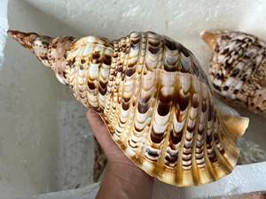 Concha marina para artesanía y recuerdo 100% conchas de trompeta de concha marina Natural concha de caracol para instrumentos musicales de Vietnam - Product Image 6