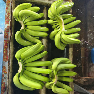 Premium Fresh Cavendish Banana Vietnam Farm Quality Export Worldwide Precio competitivo al por mayor - Product Image 1