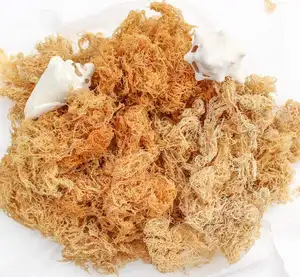 Высококачественный сушеный морской мох ирландский мох вьетнамского происхождения по низкой цене/новый в 2024 / Ms. Caryln (WhatsApp: 84 935 825 297)