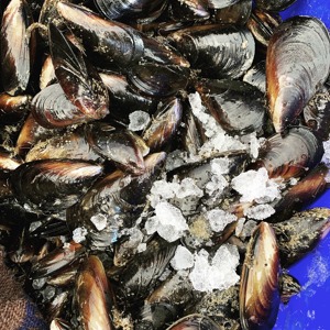 Cozze Surgelate di Alta Qualità, Sapore Naturale, Frutti di Mare Freschi, Fornitura all'Ingrosso per Hotel, Ristoranti e Mercati Globali di Frutti di Mare - Product Image 6