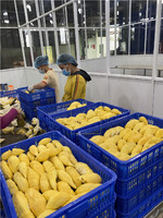Diepvries Premium Durian uit Vietnam, klaar voor verzending, Monthong/Ri6, heel, vers, natuurlijk zoet, geel vruchtvlees, OEM