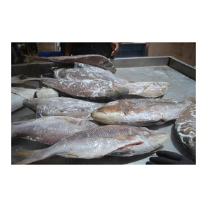 Sélection de premier choix de grouper blanc congelé, proposé à prix réduit pour les acheteurs commerciaux à grande échelle - Product Image 5