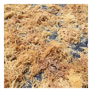 Algues marines Cottonii fraîches de Hainan : Algues rouges pures pour la production de carraghénane, les cosmétiques et la transformation alimentaire à prix compétitifs en vrac - Product Image 5