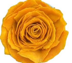 Proveedor de Vietnam Fruta seca de alta calidad 100% Mango natural Mango suave secado AD Proceso de secado Akina - Product Image 1