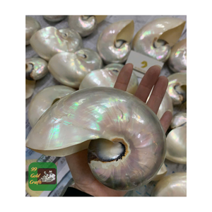 Gran oferta de conchas marinas pulidas NAUTILUS PREMIUM NATURAL DE 99 DATOS DE ORO DE ALTA CALIDAD PARA LA FABRICACIÓN DE JOYERÍA - Product Image 6