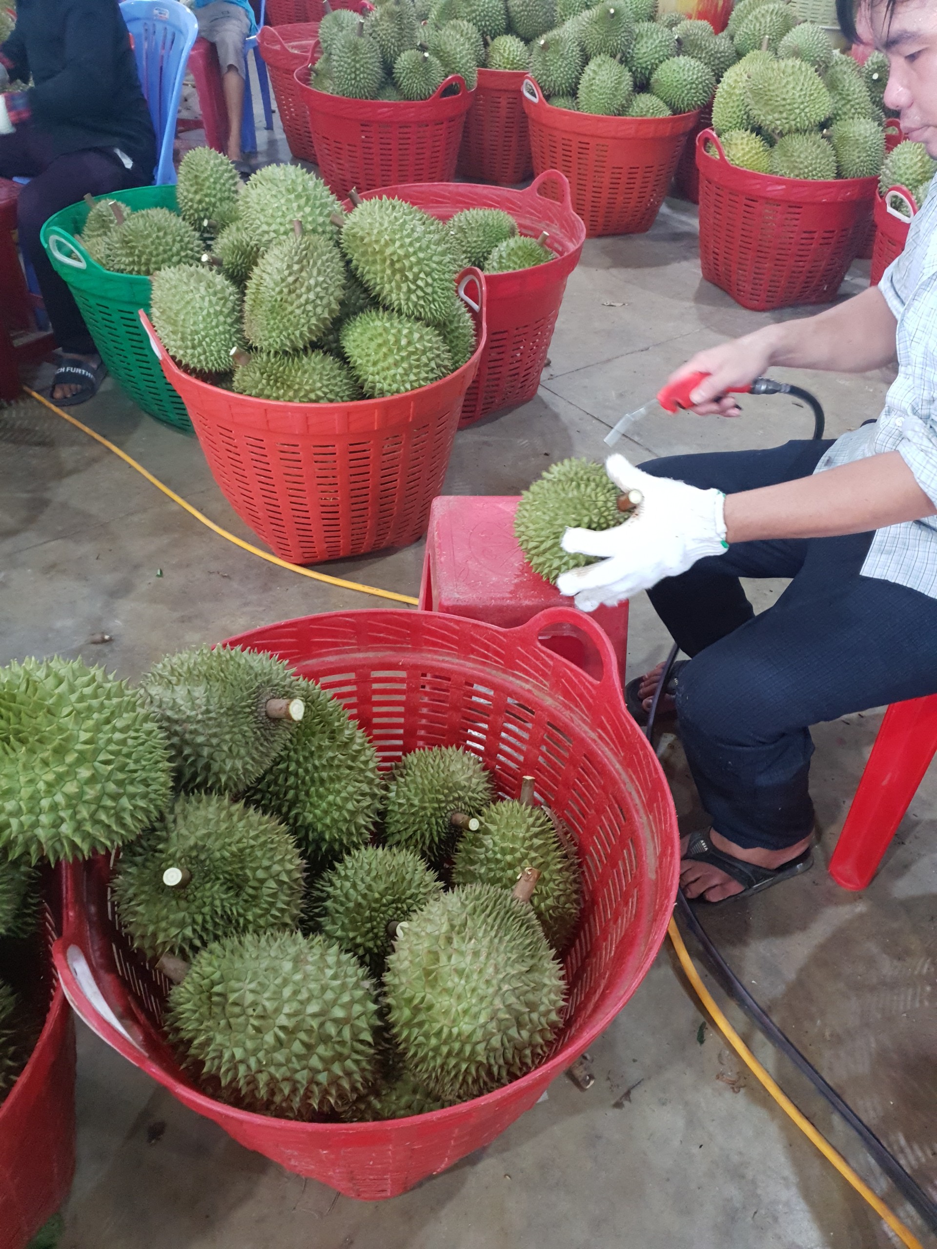 FROZEN DURIAN WHOLE PIECE RI6 FROM VIETNAM