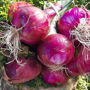 Graines d'oignon rouge Bombay - Product Image 5