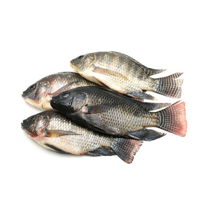 ฟาร์มปลานิลแช่แข็งแบบยกสูงแช่แข็งอย่างรวดเร็วและบรรจุสำหรับผู้ซื้อต่างประเทศ - Product Image 3