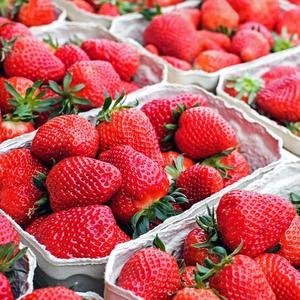 Fresas y Bayas Frescas Naturales y Saludables, Provenientes de Granjas, a Precios Competitivos, en Venta - Product Image 1