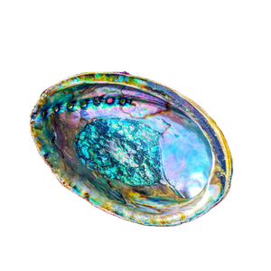 Conchas de abulón naturales de Vietnam Precio a granel para Shell Bowl Craft y productos de creación de productos decorativos para el hogar Tan hermosos - Product Image 4