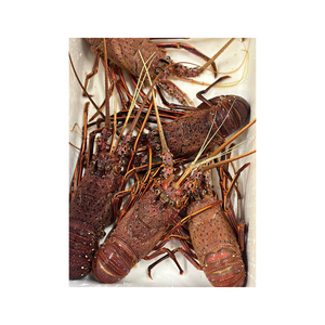 Langosta Espinosa australiana disponible para exportación a granel y mercados de mariscos - Product Image 5