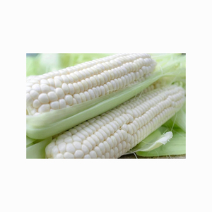 Vente en gros de maïs blanc biologique de haute qualité de qualité supérieure hautement nutritif séché - Product Image 4