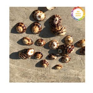 Limpet Polish Seashell Vietnam Ocean Natural Craft Material Parfait pour la décoration de table et l'art - Product Image 4