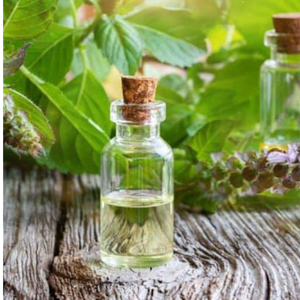 ACEITE ESENCIAL DE ALBAHACA SANTA CALIDAD PREMIUM AL POR MAYOR DE VIETNAM - Product Image 1