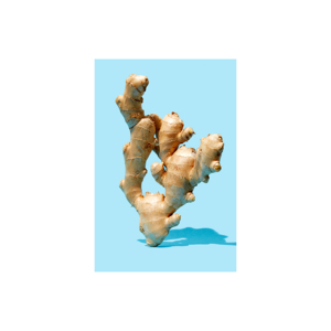 Nouvelle récolte de gingembre frais à vendre-Racine de gingembre de qualité supérieure du Brésil-Saveur épicée et parfumée-Exportateurs de gingembre - Product Image 2