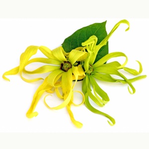 Organic Ylang Ylang Pure <b>Essential</b> <b>Oil</b> 10ml/100ml Body Massage for Skin Use Flower Ingredient OEM Supply - Product Image 3