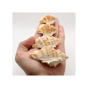 หอยสังข์ขัดเงา งานฝีมือจากคริสตัล หอยทะเล หอยสังข์ หอยมีหนาม ราคาถูก หอยธรรมชาติ จำนวนมาก - Product Image 2