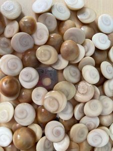 Venta al por mayor Cat-Eye Shell Crafts Natural Seashell Chapa de Vietnam Técnica pulida - Product Image 5