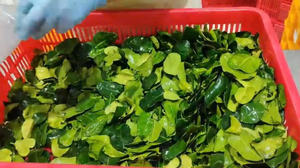 Nuestras hojas de lima Kaffir frescas congeladas ofrecen una calidad superior y un excelente valor para pedidos internacionales a granel - Product Image 3