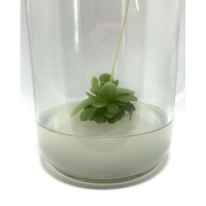 Agar de qualité supérieure TC, haute pureté, stérile, milieu de culture tissulaire et de croissance microbienne pour la recherche en laboratoire - Product Image 5