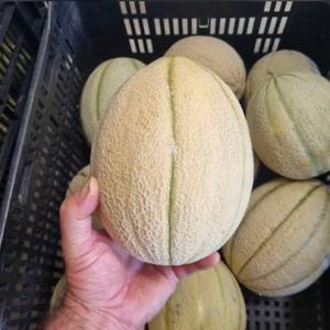 Melones Frescos Orgánicos, Proveedor Vietnamita de Primera Calidad, Excelente Empaque, Fruta Tropical de la Mejor Calidad con Sabor Dulce, Venta al por Mayor - Product Image 4